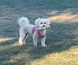 Mother of the Maltese-Unknown Mix puppies born on 10/25/2025