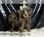 Small Photo #52 Poodle (Miniature) Puppy For Sale in WARSAW, IN, USA