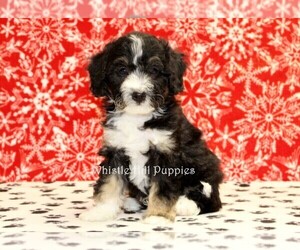 Miniature Bernedoodle Puppy for sale in DENVER, PA, USA