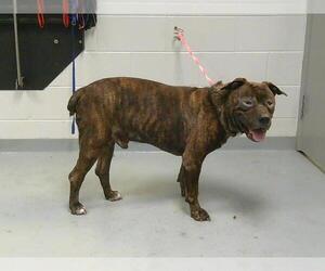 Mastiff Dogs for adoption in St. Cloud, FL, USA