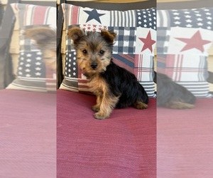 Yorkshire Terrier Puppy for sale in CHESTERFIELD, MI, USA