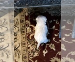 Small #3 West Highland White Terrier