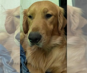 Golden Retriever Dogs for adoption in LAKE ELSINORE, CA, USA