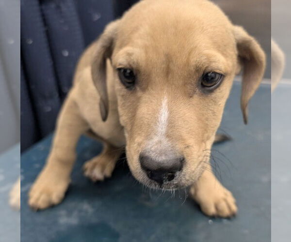 Medium Photo #1 Beagle-Unknown Mix Puppy For Sale in Mobile, AL, USA