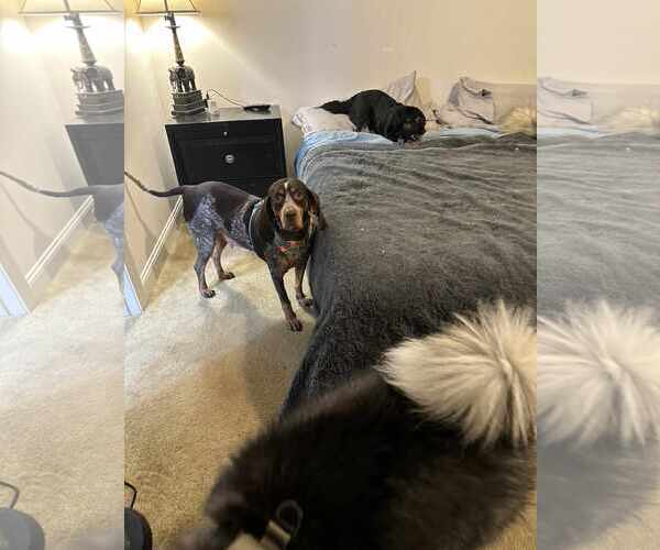 Medium Photo #2 Coonhound Puppy For Sale in Holly Springs, NC, USA