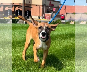 Boxer-Unknown Mix Dogs for adoption in Germantown, OH, USA