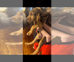 Small #10 Bloodhound