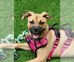 Small #5 Boxer Mix