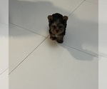 Small #1 Yorkshire Terrier