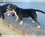 Small Photo #6 American Bully Puppy For Sale in COLLEGE PARK, MD, USA