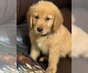 Golden Retriever Puppy for sale in WACO, TX, USA