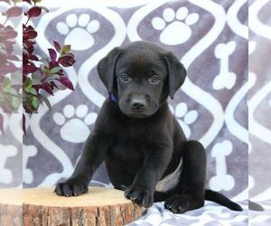 Labrador Retriever Puppy for sale in GORDONVILLE, PA, USA