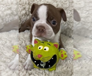 Boston Terrier Puppy for sale in CRKD RVR RNCH, OR, USA