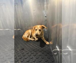 Mutt Dogs for adoption in San Antonio, TX, USA