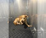 JUNIPER - Female Mutt Dog for Adoption - Small photo