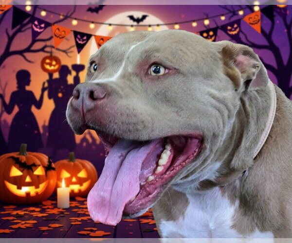 Medium Photo #1 Staffordshire Bull Terrier Puppy For Sale in Ocala, FL, USA