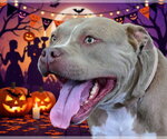 GUSTO - Male Staffordshire Bull Terrier Dog for Adoption - Small photo
