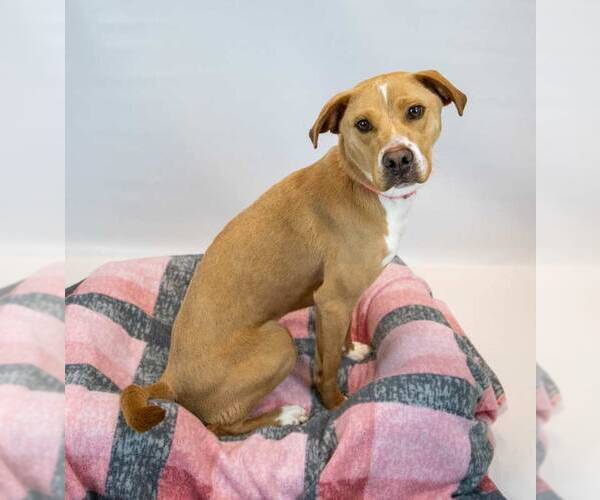 Medium Photo #5 Labrador Retriever-Unknown Mix Puppy For Sale in Kennesaw, GA, USA