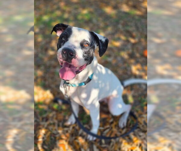 Medium Photo #2 American Bulldog-Unknown Mix Puppy For Sale in Ocala, FL, USA