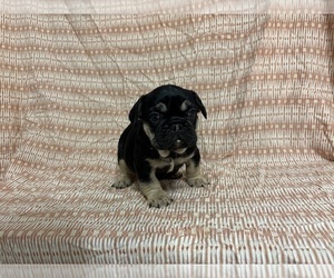 French Bulldog Puppy for sale in MANCHESTER, MI, USA