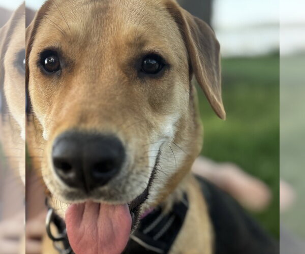 Medium Photo #3 Mutt Puppy For Sale in Fargo, ND, USA