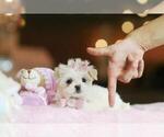 Small Photo #1 Maltese Puppy For Sale in PEMBROKE PINES, FL, USA