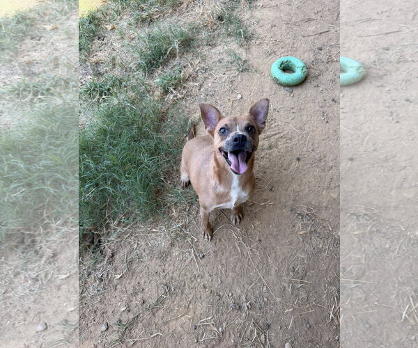 Medium Photo #2 Rat-Cha Puppy For Sale in Jackson, MS, USA