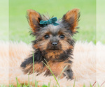 Small Photo #6 Yorkshire Terrier Puppy For Sale in WARSAW, IN, USA