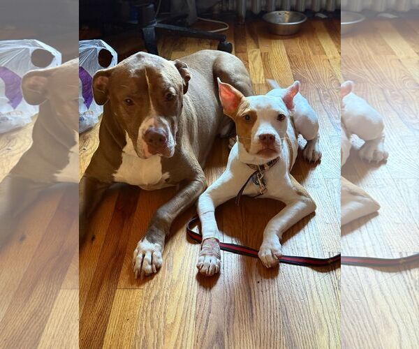 Medium Photo #7 American Pit Bull Terrier-Unknown Mix Puppy For Sale in Brooklyn, NY, USA