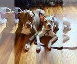Small #6 American Pit Bull Terrier Mix