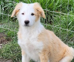 English Shepherd Puppy for Sale in MOLALLA, Oregon USA