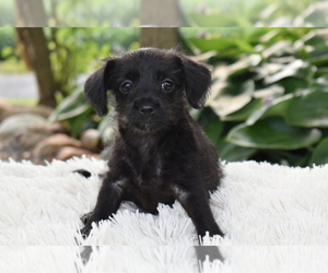 Chihuahua Puppy for sale in SENECA FALLS, NY, USA