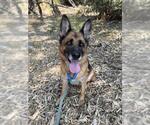 Small #2 German Shepherd Dog