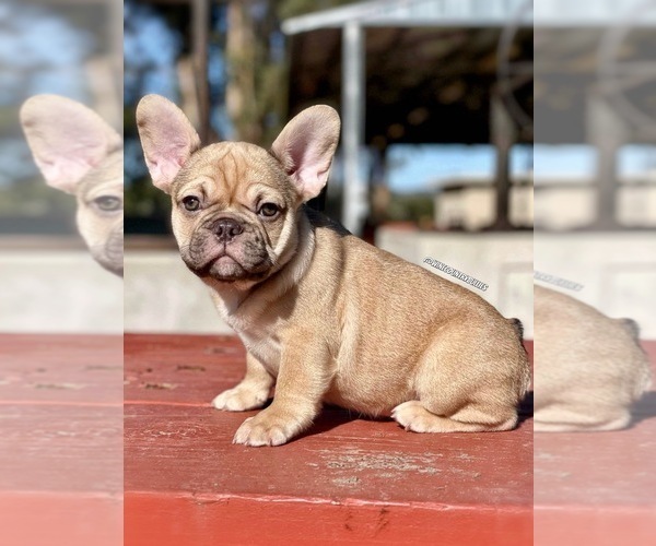 Medium Photo #4 French Bulldog Puppy For Sale in LOMPOC, CA, USA