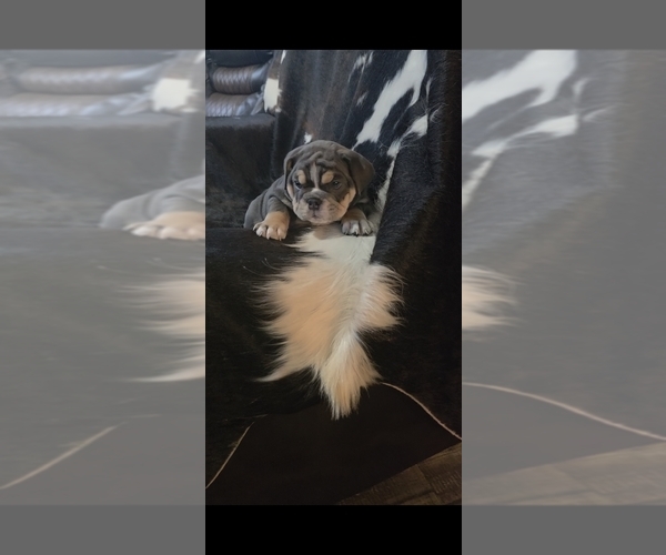 Medium Photo #6 English Bulldog Puppy For Sale in ARGYLE, TX, USA