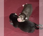 Small Photo #1 Chihuahua Puppy For Sale in MINNEAPOLIS, MN, USA