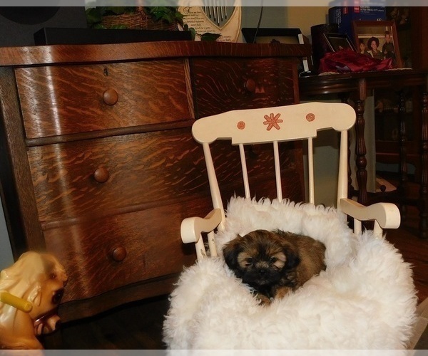 Medium Photo #5 Shih Tzu Puppy For Sale in WARRENSBURG, MO, USA