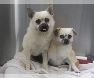 Chug Dogs for adoption in Orange, CA, USA