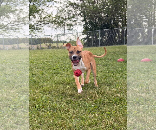 Medium Photo #2 Mutt Puppy For Sale in Jefferson, WI, USA