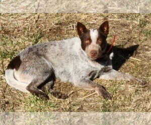 Mother of the Australian Cattle Dog puppies born on 04/26/2023