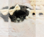 Hand Delivery - Female Shih Tzu Puppy for Sale - Photo #13
