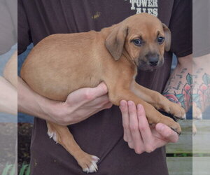 Gary - Male American Staffordshire Terrier-German Shepherd Dog Mix Dog for Adoption - Photo #4