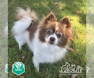 Pomeranian Dogs for adoption in Irvine, CA, USA