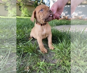 Dogue de Bordeaux Puppy for sale in TOPEKA, KS, USA
