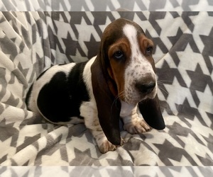 Basset Hound Puppy for sale in VILLA RIDGE, MO, USA