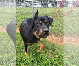 Rottweiler-Unknown Mix Dogs for adoption in Hillsboro, NH, USA