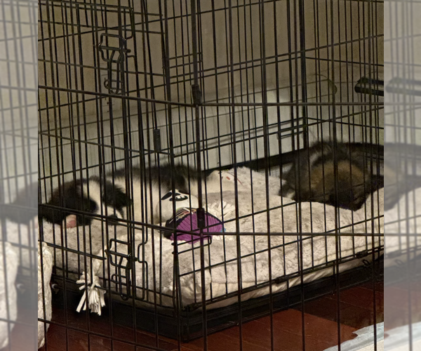 Medium Photo #2 Border Collie-Unknown Mix Puppy For Sale in Brooklyn, NY, USA