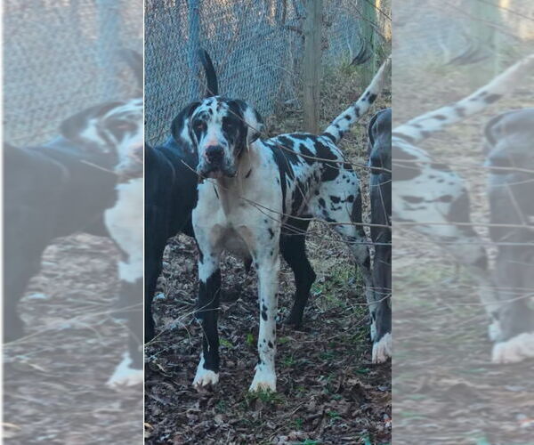 Medium Photo #3 Great Dane Puppy For Sale in Bullard, TX, USA