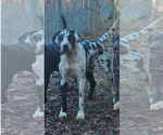 Small #2 Great Dane