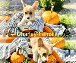 Puppy Charley American Corgi